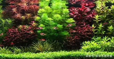魚缸草有哪些（水草養殖的光照管理）