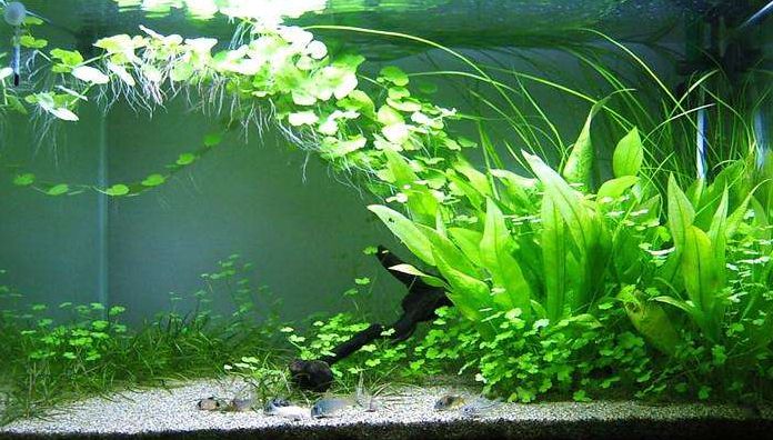 魚缸草有哪些（水草養殖的光照管理）