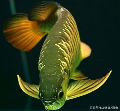 龍魚組合成一個網名叫什么好聽點（將“龍魚”組合成好聽的網名建議）