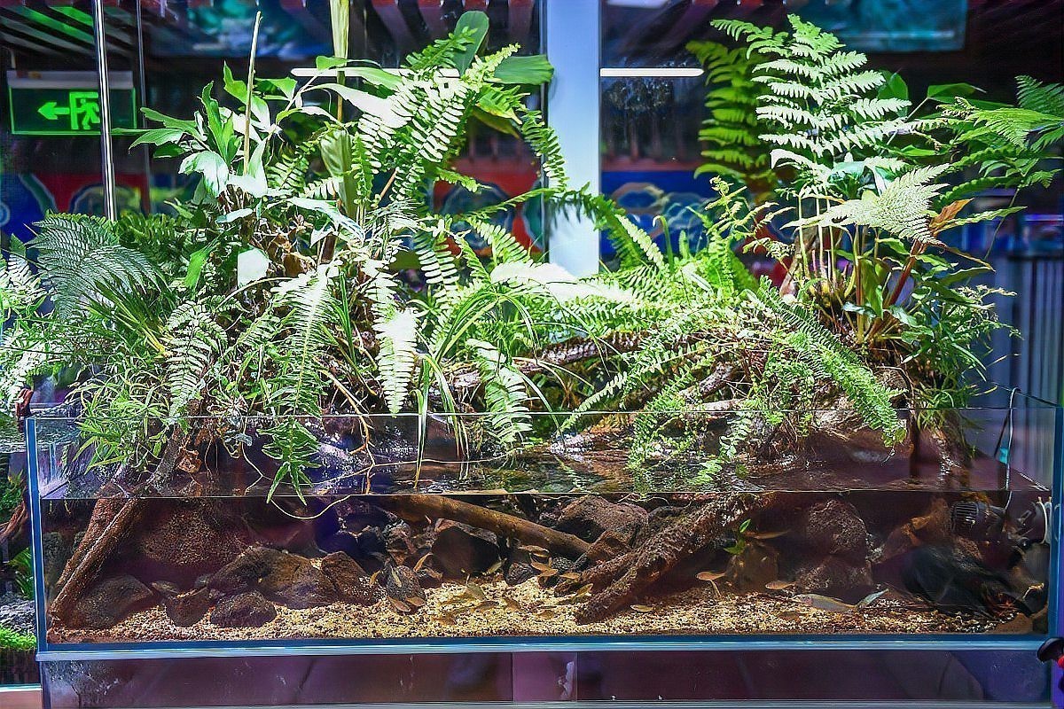 如何判斷龍魚(yú)和龜是否適應(yīng)？