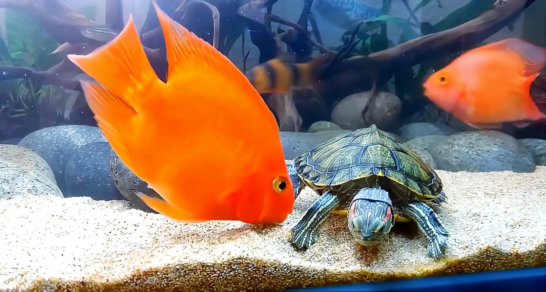 如何判斷龍魚(yú)和龜是否適應(yīng)？