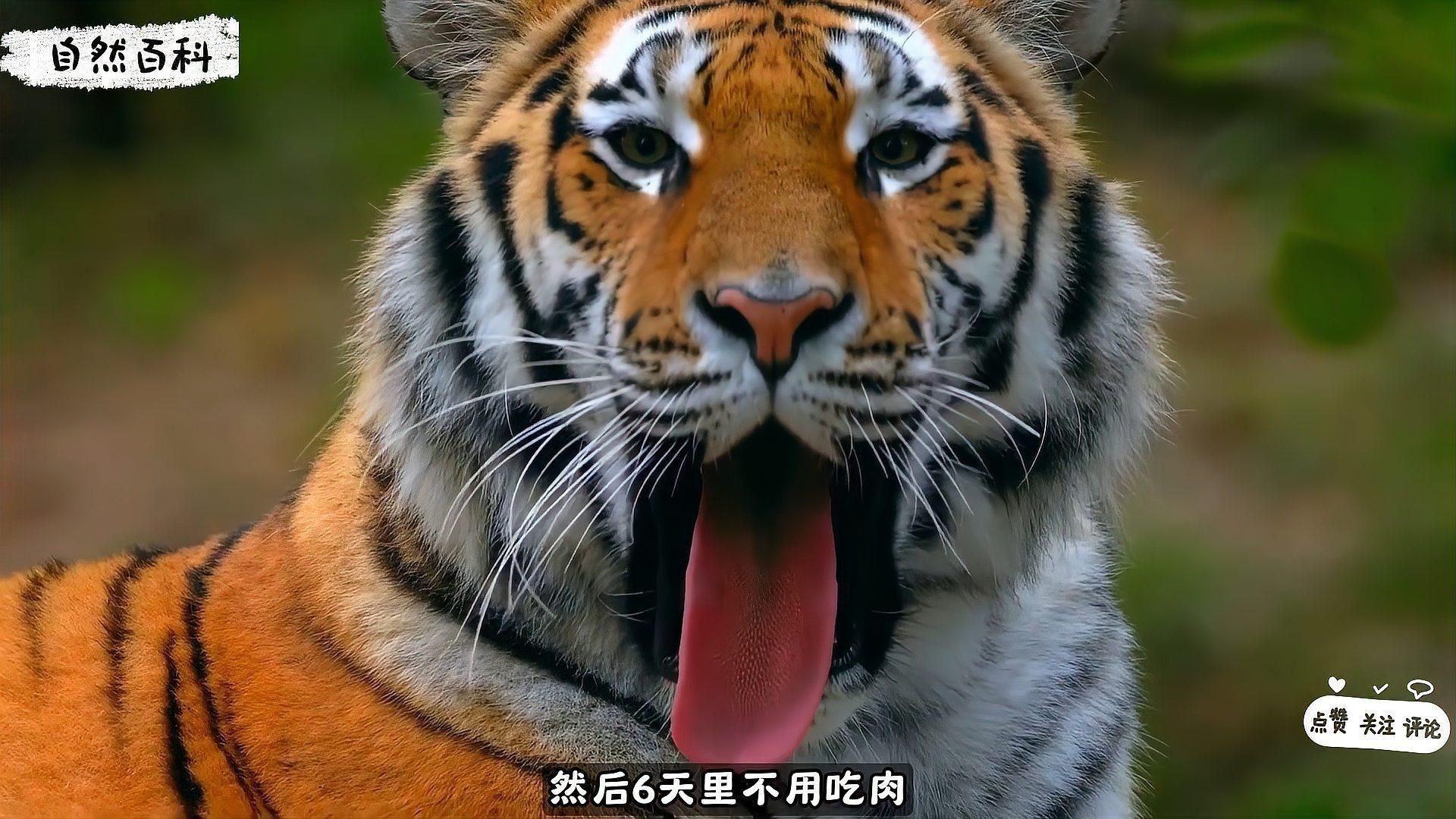 老虎的特點和生活特征 老虎的特點和生活特征 龍魚百科 第2張