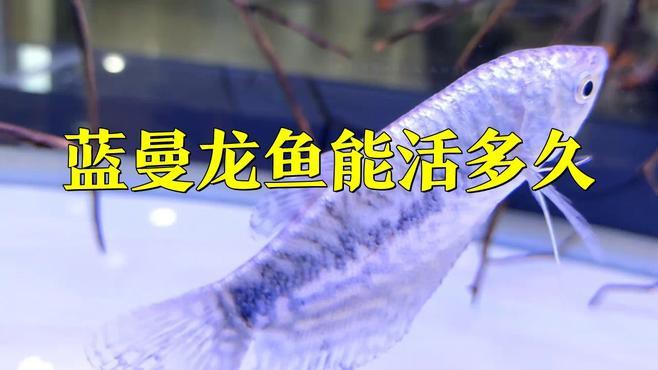 曼龍魚怎么養才能養得很長久