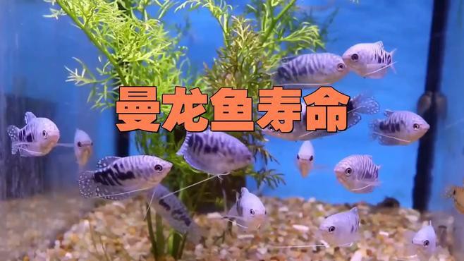 曼龍魚怎么養才能養得很長久