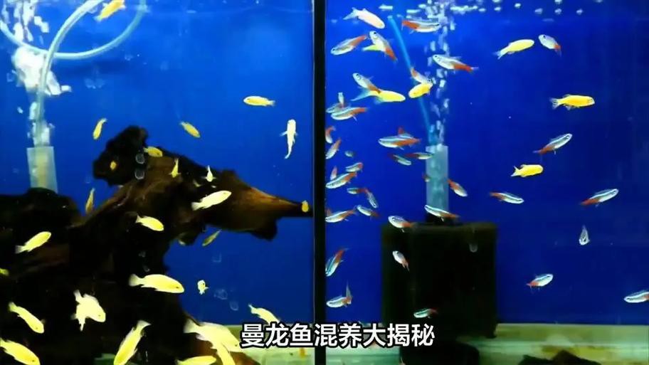 曼龍魚怎么養才能養得很長久