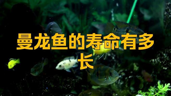 曼龍魚怎么養才能養得很長久