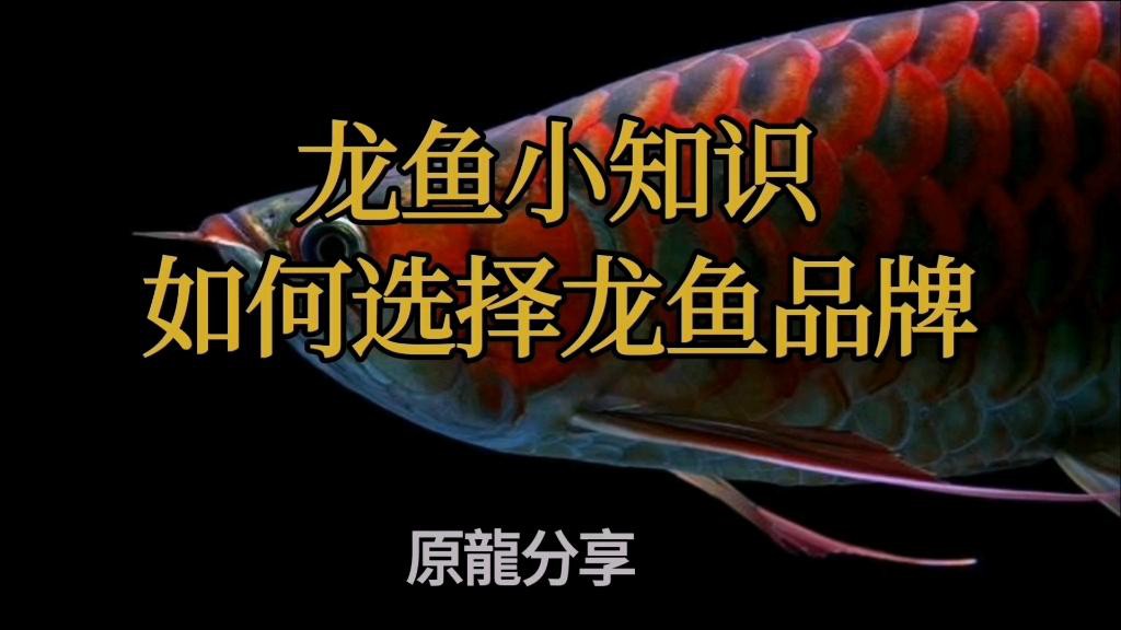 翡翠龍魚有哪些知名品牌