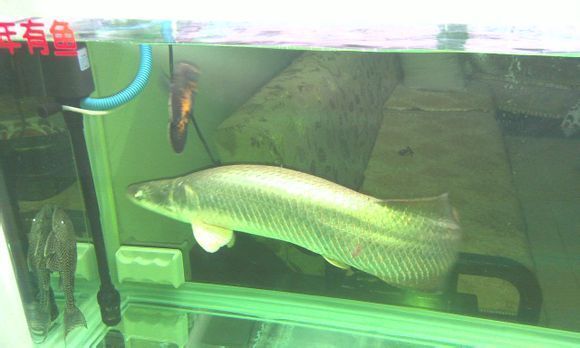 巨骨舌魚性成熟的標志是什么，