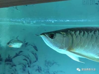 小紅龍魚掉眼的急救措施：小紅龍魚掉眼怎么辦