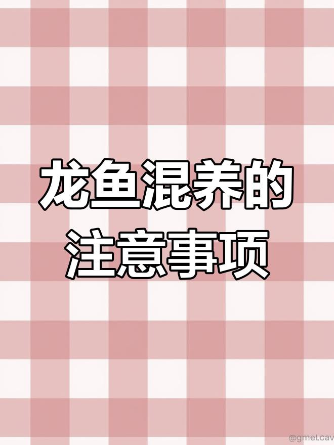如何養(yǎng)殖短身福龍王魚？