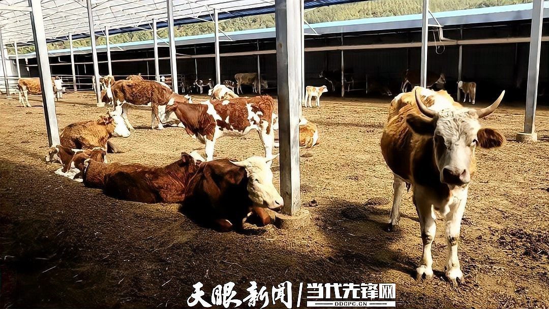 雙龍鎮還有哪些特色養殖案例？