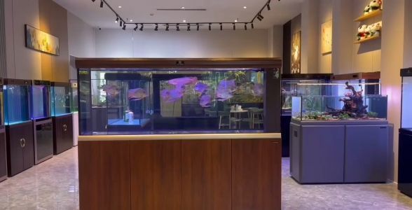 愛唯希魚缸適宜的水質參數，愛唯希魚缸水質管理技巧 愛唯希魚缸適宜的水質參數，愛唯希魚缸水質管理技巧 龍魚百科 第2張