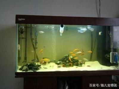 愛唯希魚缸適宜的水質參數，愛唯希魚缸水質管理技巧 愛唯希魚缸適宜的水質參數，愛唯希魚缸水質管理技巧 龍魚百科 第4張