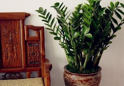 龍魚一般養(yǎng)幾條最吉利：關(guān)于養(yǎng)龍魚的一些詳細(xì)信息