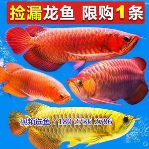 紅龍魚的樣子是什么樣的（紅龍魚的外觀特征） 紅龍魚的樣子是什么樣的（紅龍魚的外觀特征） 龍魚百科 第2張
