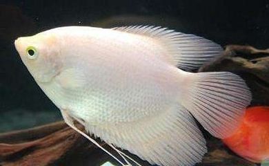 銀龍魚小時候什么顏色（銀龍魚在幼年時期的體色通常是藍色的）