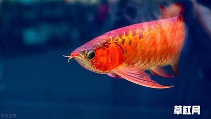 龍魚比龍魚還要貴的魚是什么魚？：比龍魚還要貴的魚是什么魚？