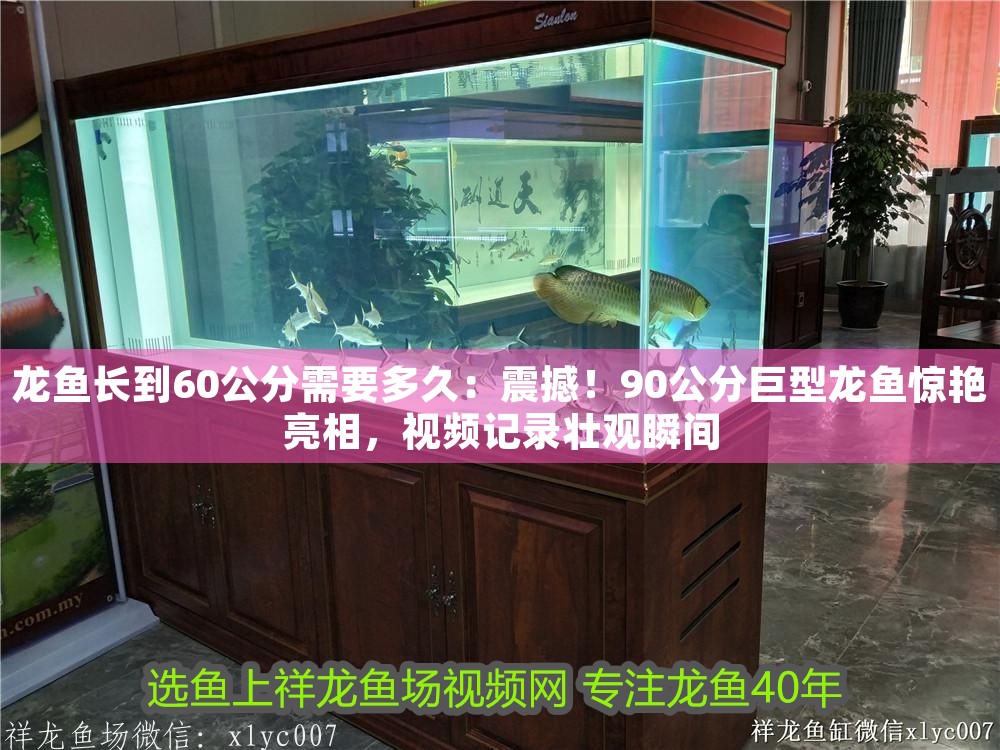 龍魚長到60公分需要多久：震撼！90公分巨型龍魚驚艷亮相，視頻記錄壯觀瞬間