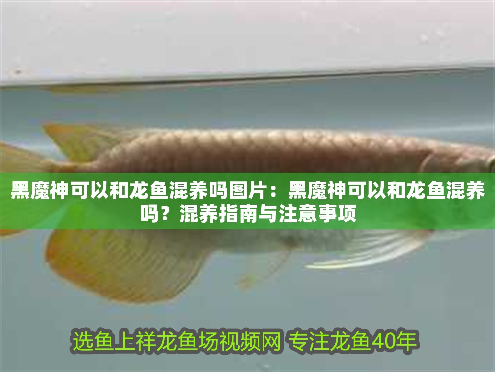 黑魔神可以和龍魚混養嗎圖片：黑魔神可以和龍魚混養嗎？混養指南與注意事項 黑魔神可以和龍魚混養嗎圖片：黑魔神可以和龍魚混養嗎？混養指南與注意事項 龍魚百科 第1張