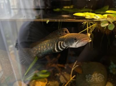 雷龍魚吃什么飼料最好：雷龍魚的飼料選擇包括活餌和人工合成餌料和人工合成餌料