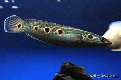 雷龍魚吃什么飼料最好：雷龍魚的飼料選擇包括活餌和人工合成餌料和人工合成餌料