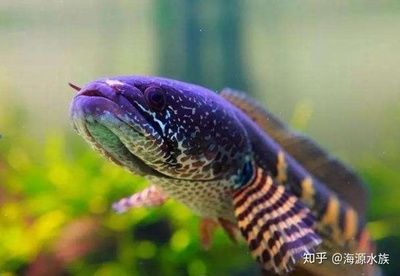 雷龍魚吃什么飼料最好：雷龍魚的飼料選擇包括活餌和人工合成餌料和人工合成餌料