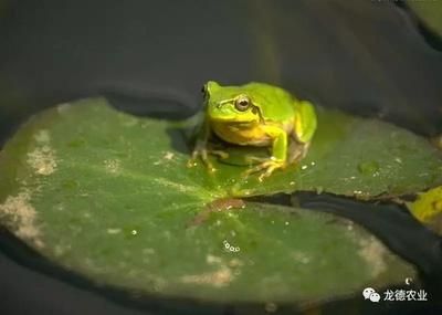 蜈蚣喂龍魚的最大作用是出于兩個原因：促進發色和補充營養：蜈蚣喂龍魚的作用是什么