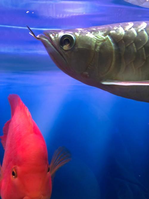 金龍魚眼睛都是紅色的嗎圖片