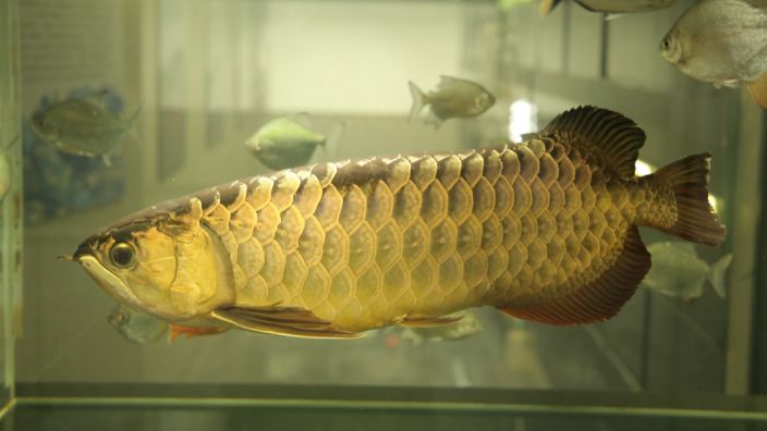 皇冠三間魚的日常飼料選擇（如何自制皇冠三間魚飼料）