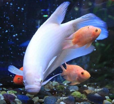 發(fā)財魚能和龍魚一起養(yǎng)嗎：發(fā)財魚可以和龍魚一起混養(yǎng)嗎？