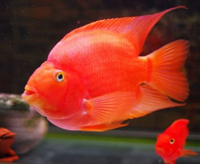 發(fā)財魚能和龍魚一起養(yǎng)嗎：發(fā)財魚可以和龍魚一起混養(yǎng)嗎？