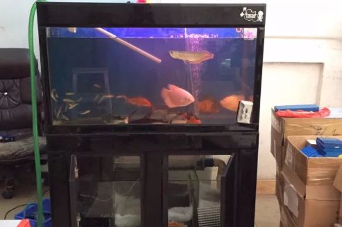 紅龍魚水質穩定性維護技巧:紅龍魚飼料選擇指南 龍魚百科 第2張 紅龍魚水質穩定性維護技巧:紅龍魚飼料選擇指南 紅龍魚水質穩定性維護技巧:紅龍魚飼料選擇指南 龍魚百科 第2張