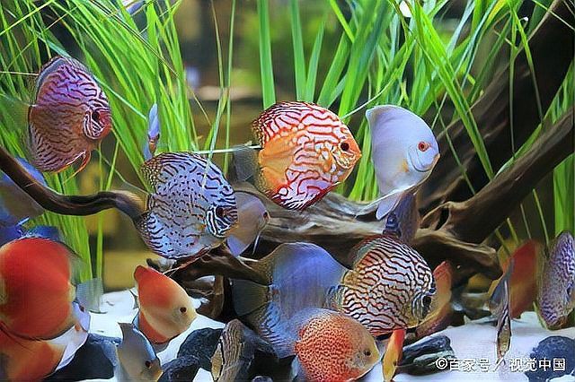 魚缸細菌感染多久會死亡？