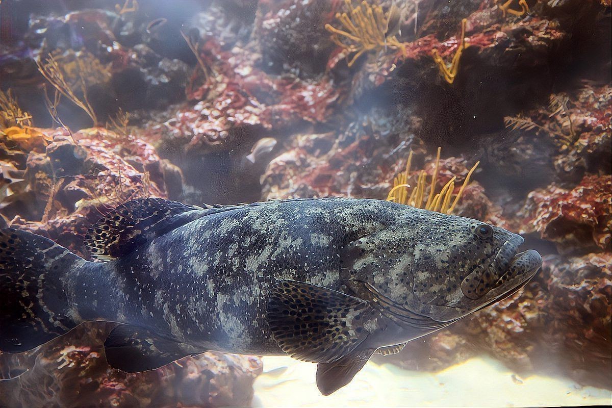 魚缸細菌感染多久會死亡？