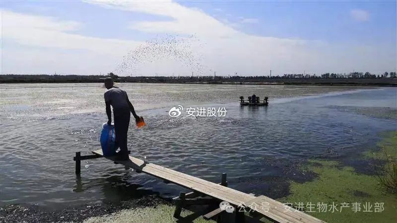 魚缸細菌感染多久會死亡？