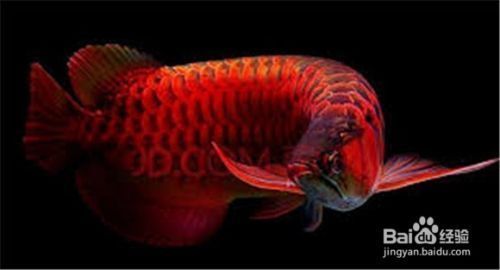 龍魚的特性調(diào)查報(bào)告（古老而神秘的魚類，具有獨(dú)特的魅力，）
