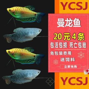 小龍魚吃什么飼料長得快：小龍魚的飼料及其對生長速度的影響