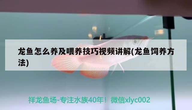 高檔龍魚(yú)配魚(yú)（高檔龍魚(yú)混養(yǎng)技巧）