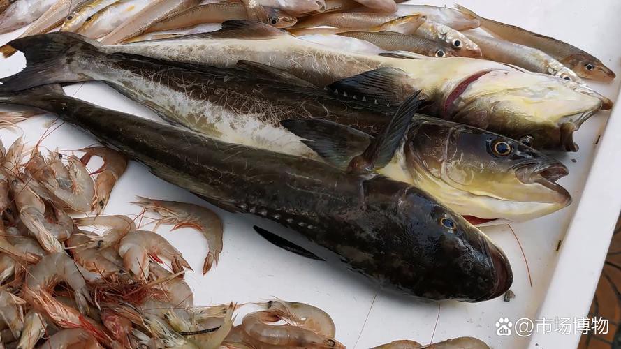 海龍魚圖片大全高清