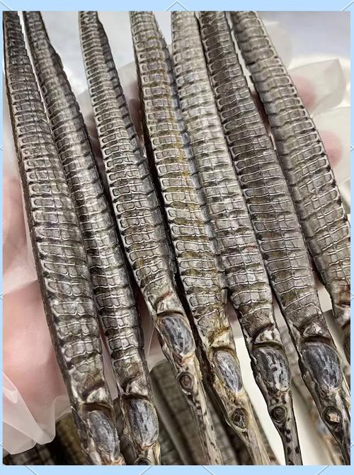 海龍魚圖片大全高清
