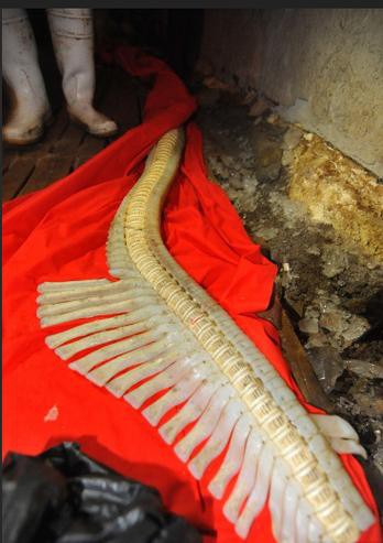 海龍魚圖片大全高清