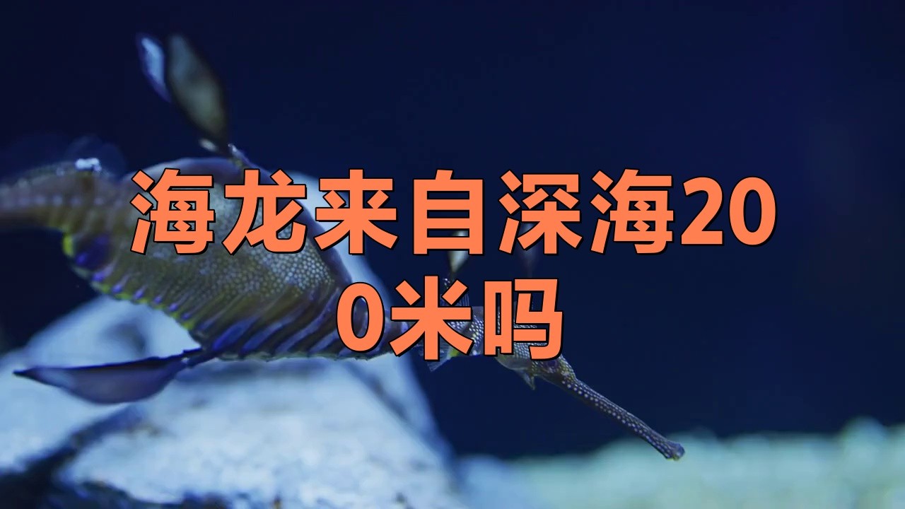 海龍魚圖片大全高清