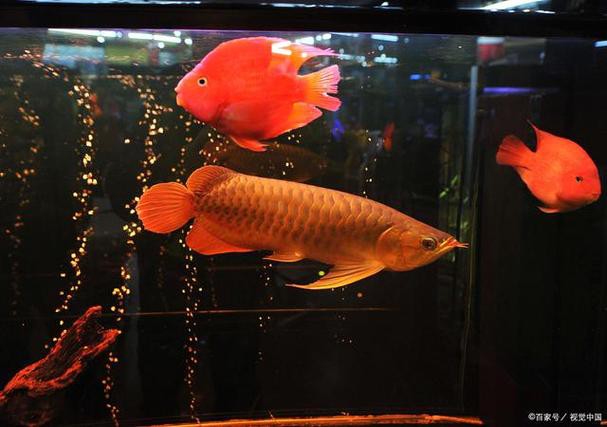 有沒有適合紅龍魚的背景圖