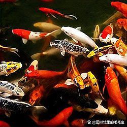孔雀魚能和曼龍魚混養嗎