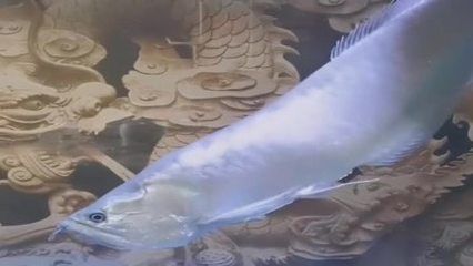 正常的龍魚是頭朝下游還是平著油（龍魚頭朝下游動(dòng)可能由多種原因引起）