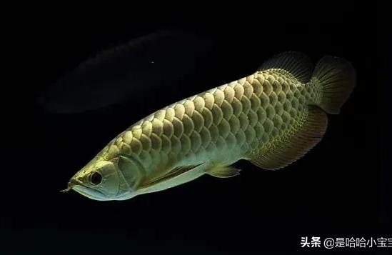 觀賞魚 金龍魚高背和過背區別 龍魚百科 金龍魚高背和過背區別 金龍魚高背和過背區別 龍魚百科