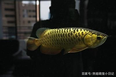 如何選金龍魚的品種：金龍魚品種鑒別要點解析金龍魚品種鑒別要點解析