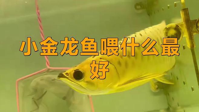 金龍魚苗喂什么飼料