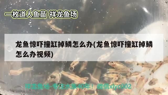 龍魚受驚嚇撞缸掉鱗：關(guān)于龍魚受驚嚇撞缸掉鱗的詳細(xì)信息