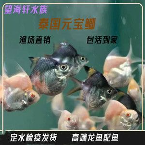 元寶鯽，元寶鯽是一種常見的觀賞魚，具有豐富營養價值和藥用功效